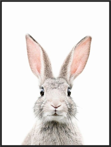 Постеры в детскую комнату кролик