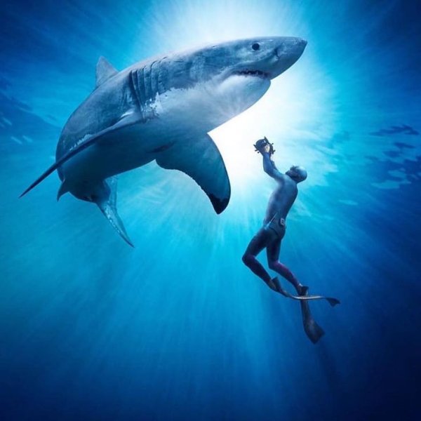 Акула продаж