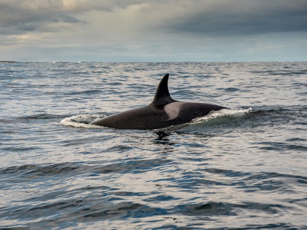 Токсичная акула фильм 2017