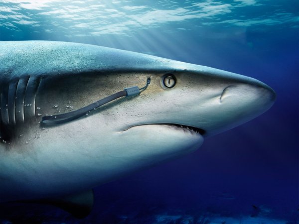 МЕГАЛОДОН 2 часть