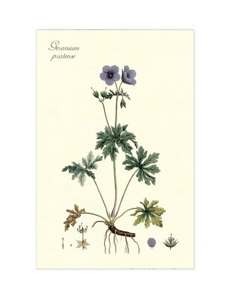 Даринчи Постер птицы