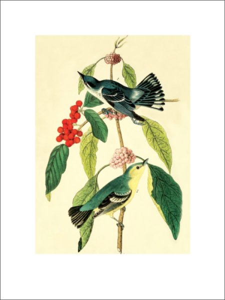 Даринчи Постер птицы