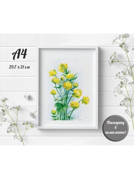 Купальница европейская раскрытачрисунок