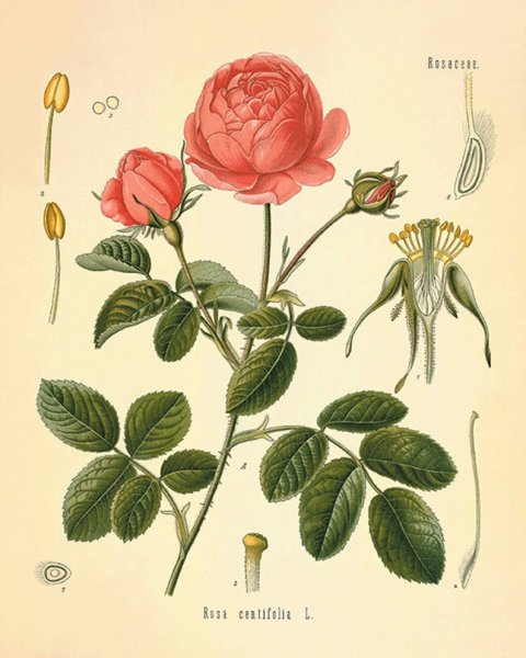 Ботанические постеры Даринчи