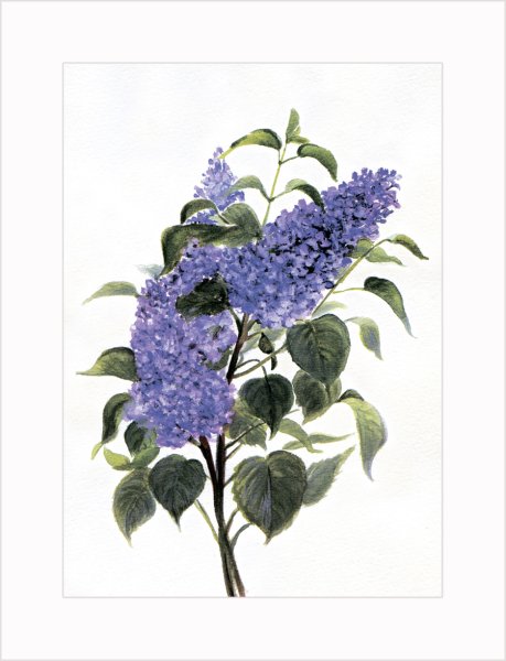 Постер Даринчи