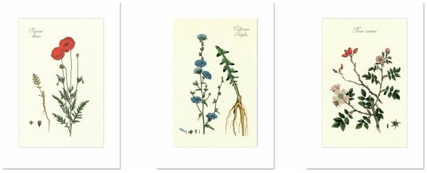 Одюбон попугаи