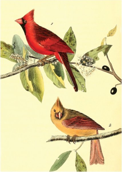 Даринчи Постер птицы