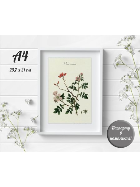 Постер Даринчи