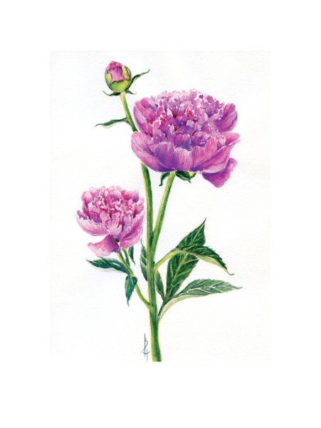 Постер Даринчи ботаника