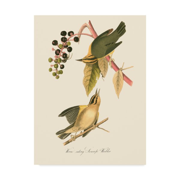 Плакат птицы Даринчи