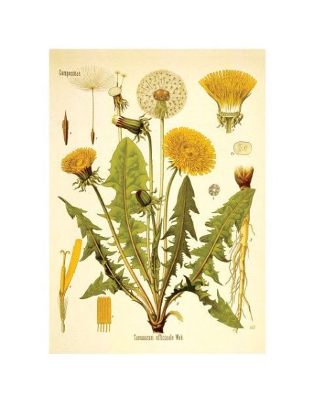 Ботаника постеры лимон