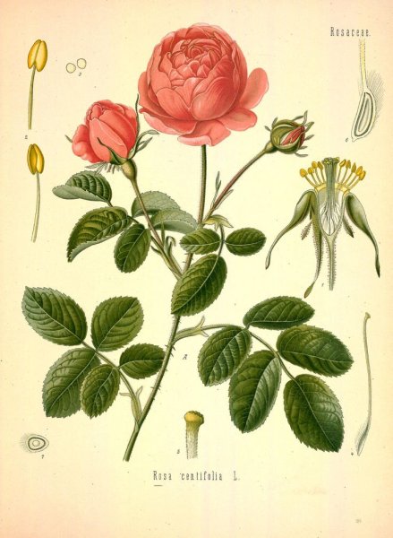 Постер Даринчи