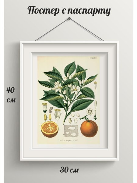 Citrus Limon гербарий