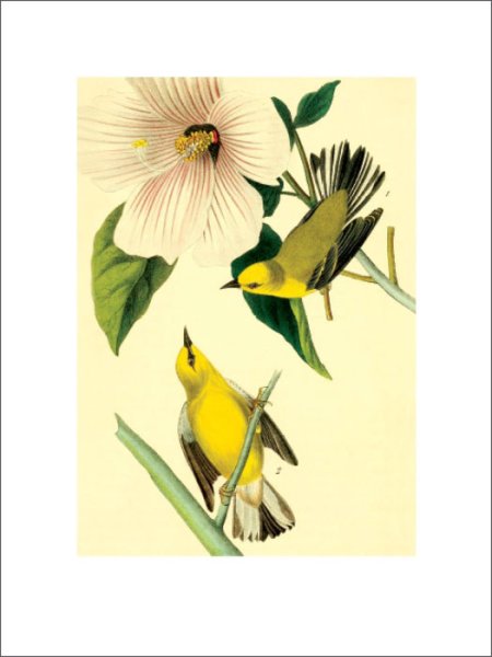 Даринчи / плакат "Старая Москва"