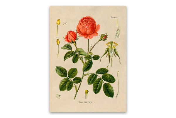 Постер на картоне