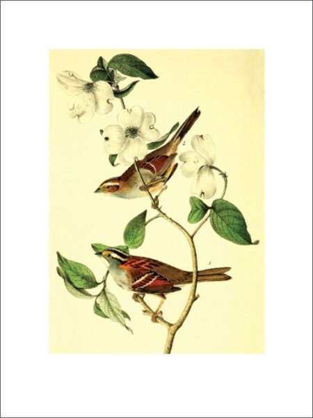 Постер Даринчи а4 №01 маки