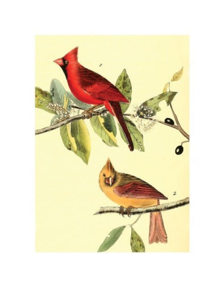 Постер Даринчи ботаника