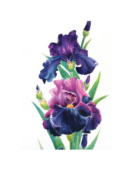 Постер Даринчи