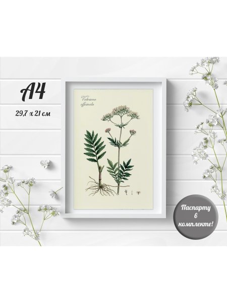 Постер Даринчи