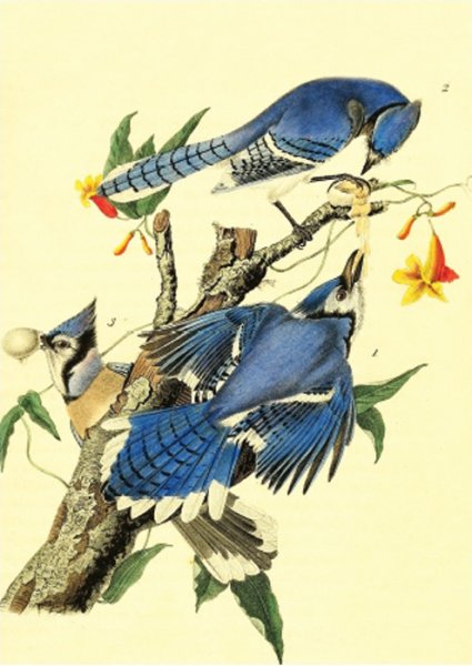 Плакаты Даринчи