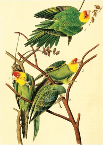 Постер Даринчи