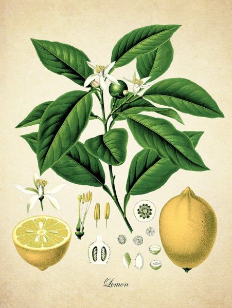 Botanical illustration айва