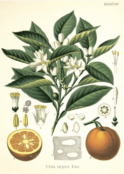 Постер Даринчи ботаника