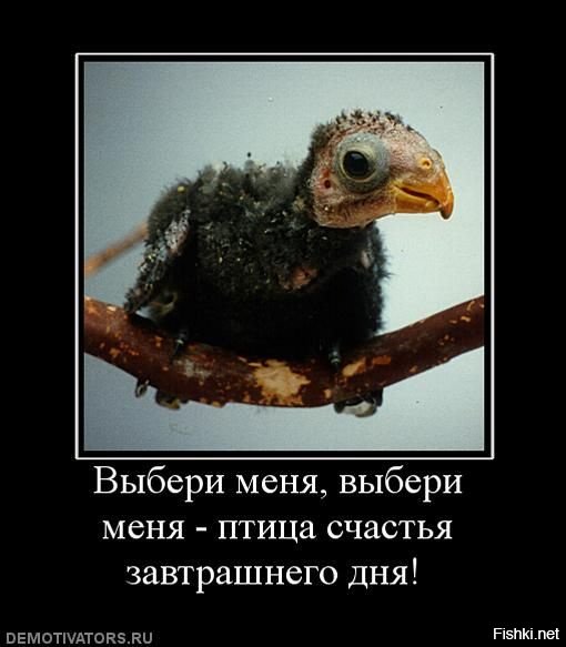 Птица счастья завтрашнего дня