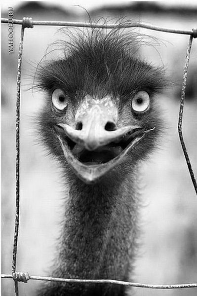 Смешная птица счастья