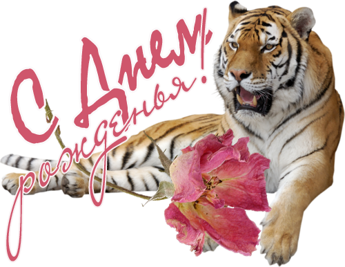 С днем рождения тигр