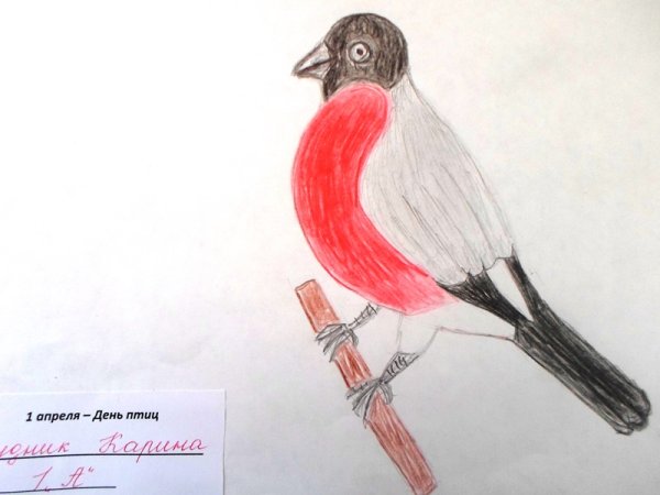 Международный день птиц рисунок