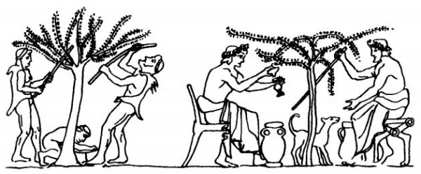 Оливководство в древней Греции