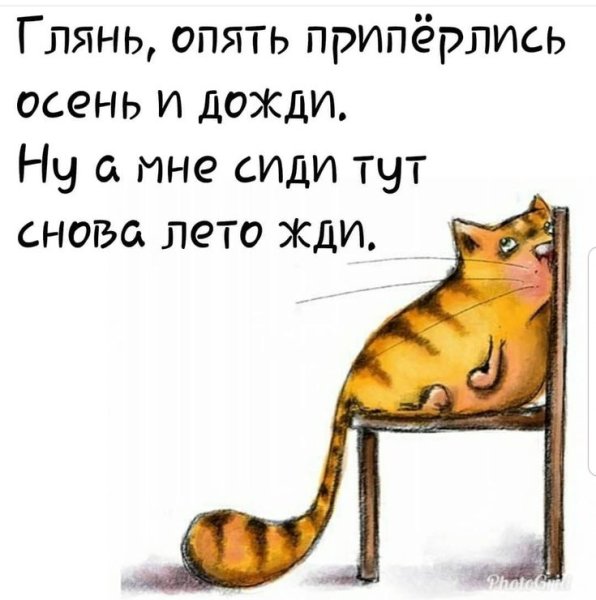 Планы кота на день