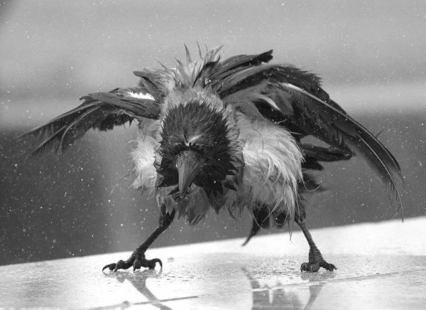 Облезлый ворон