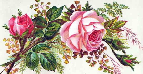 Советские открытки с цветами