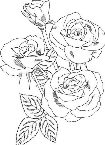 Роза раскраска