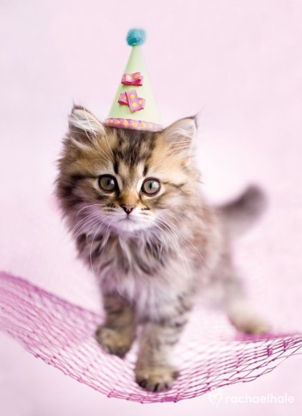 С днем рождения котенок
