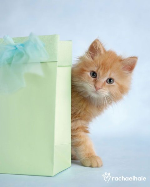 С днем рождения котенок