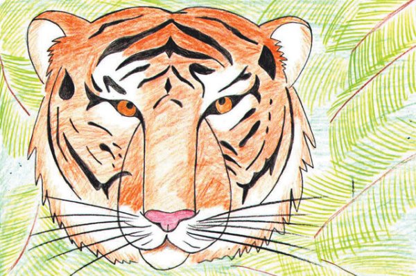 Рисунок тигра для срисовки