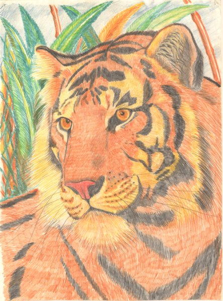 Рисование тигра в детском саду