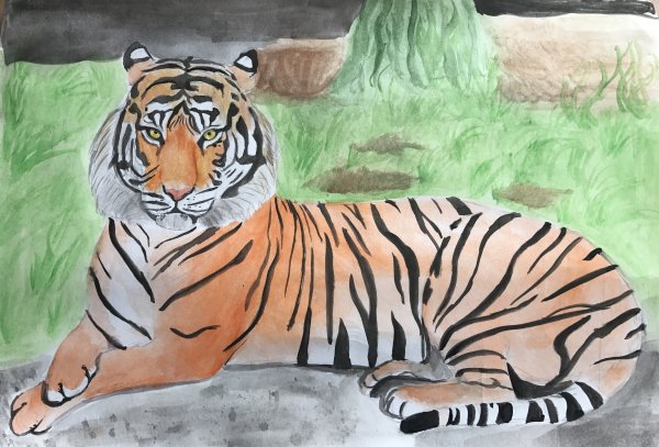 Тигр рисование для детей