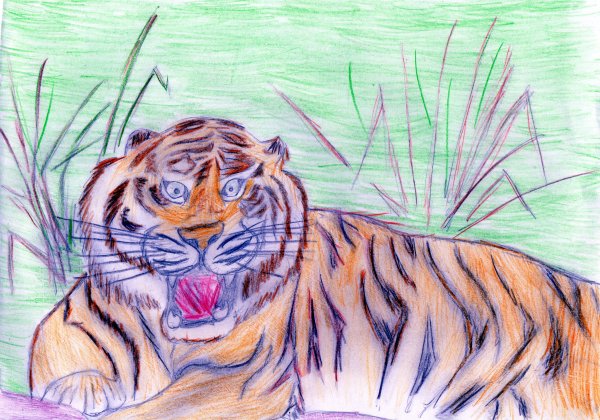 Рисунок Амурского тигра из красной книги