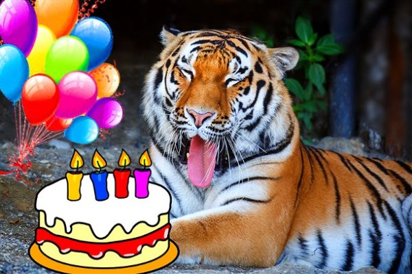 С днем рождения тигр