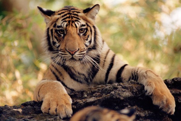 Бенгальский тигр Асадов