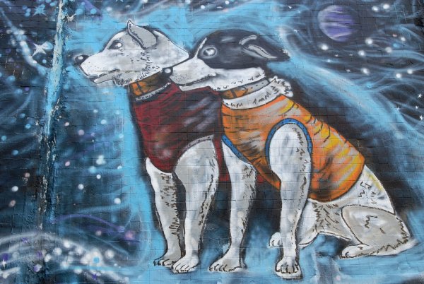 Картина белка и стрелка в космосе