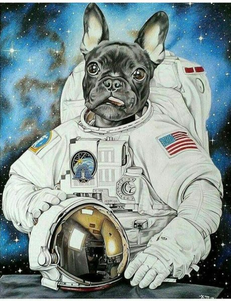 Собаки космонавты
