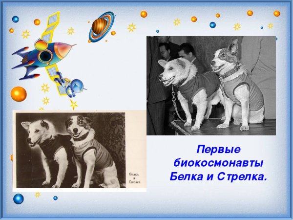 Белка и стрелка день космонавтики