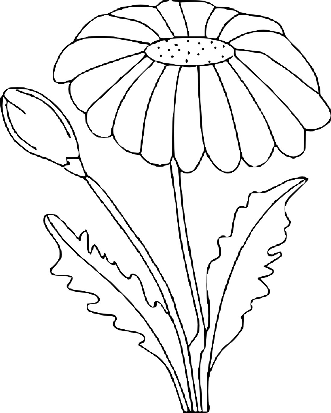 Раскраска цветок Ромашка