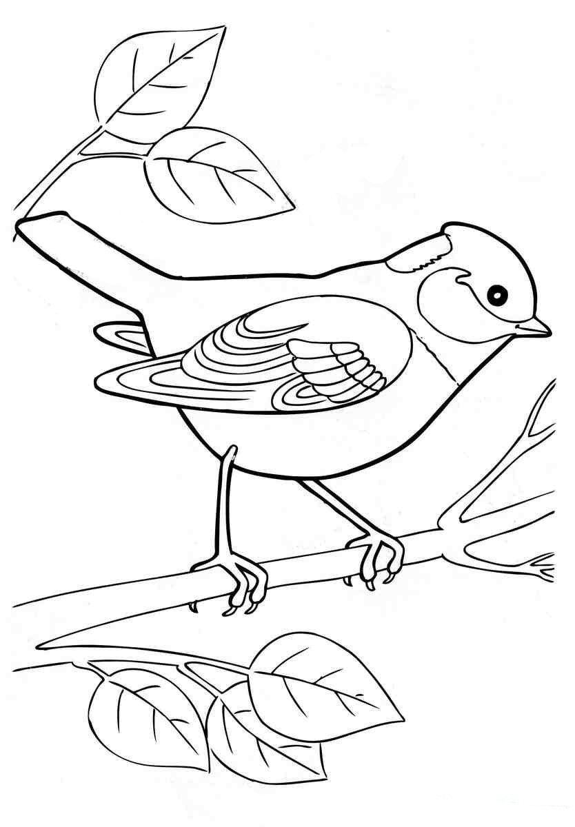 Разукрашки зимующие птицы синица