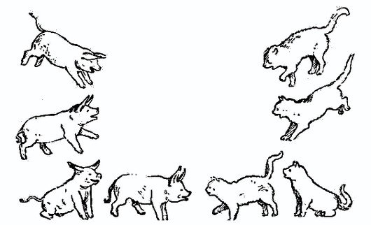 Замяукали котята надоело нам мяукать мы хотим как поросята хрюкать